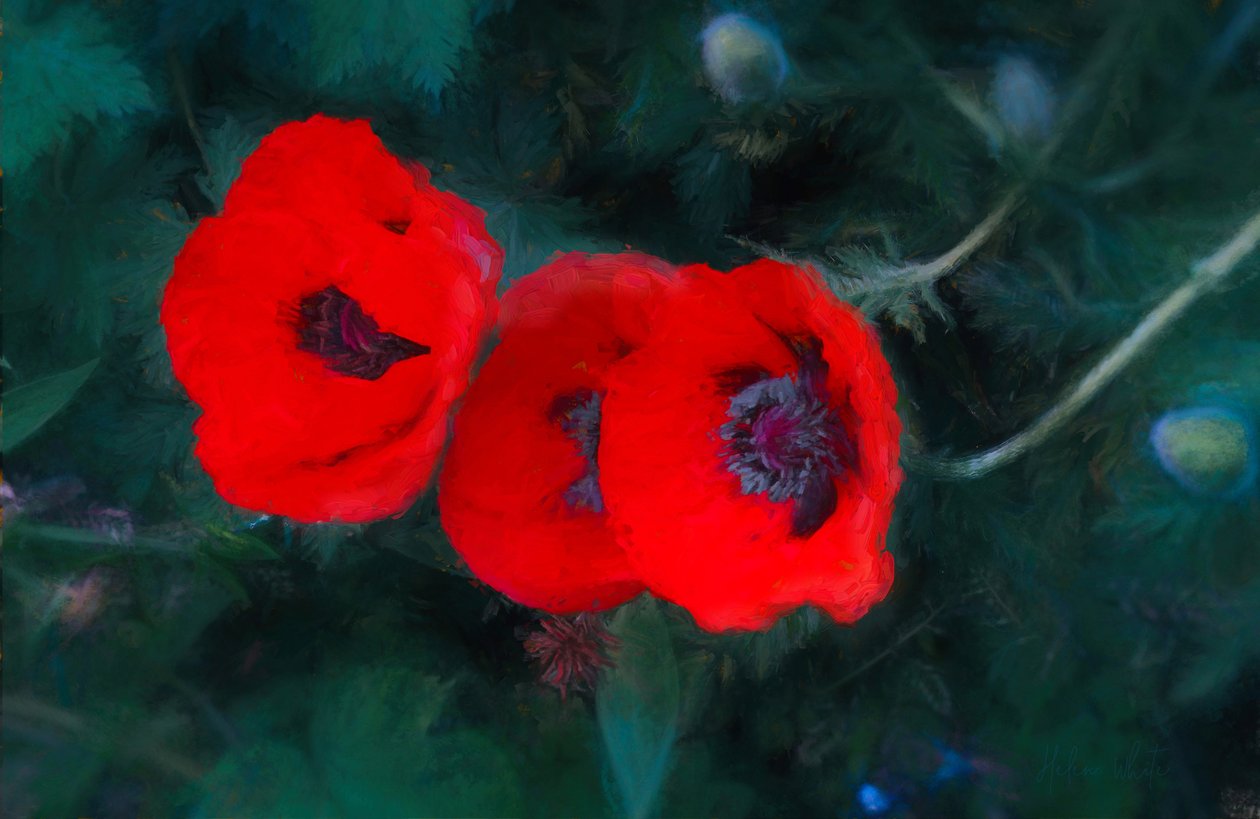 Drie scharlaken klaprozen door Unbekannt Unbekannt