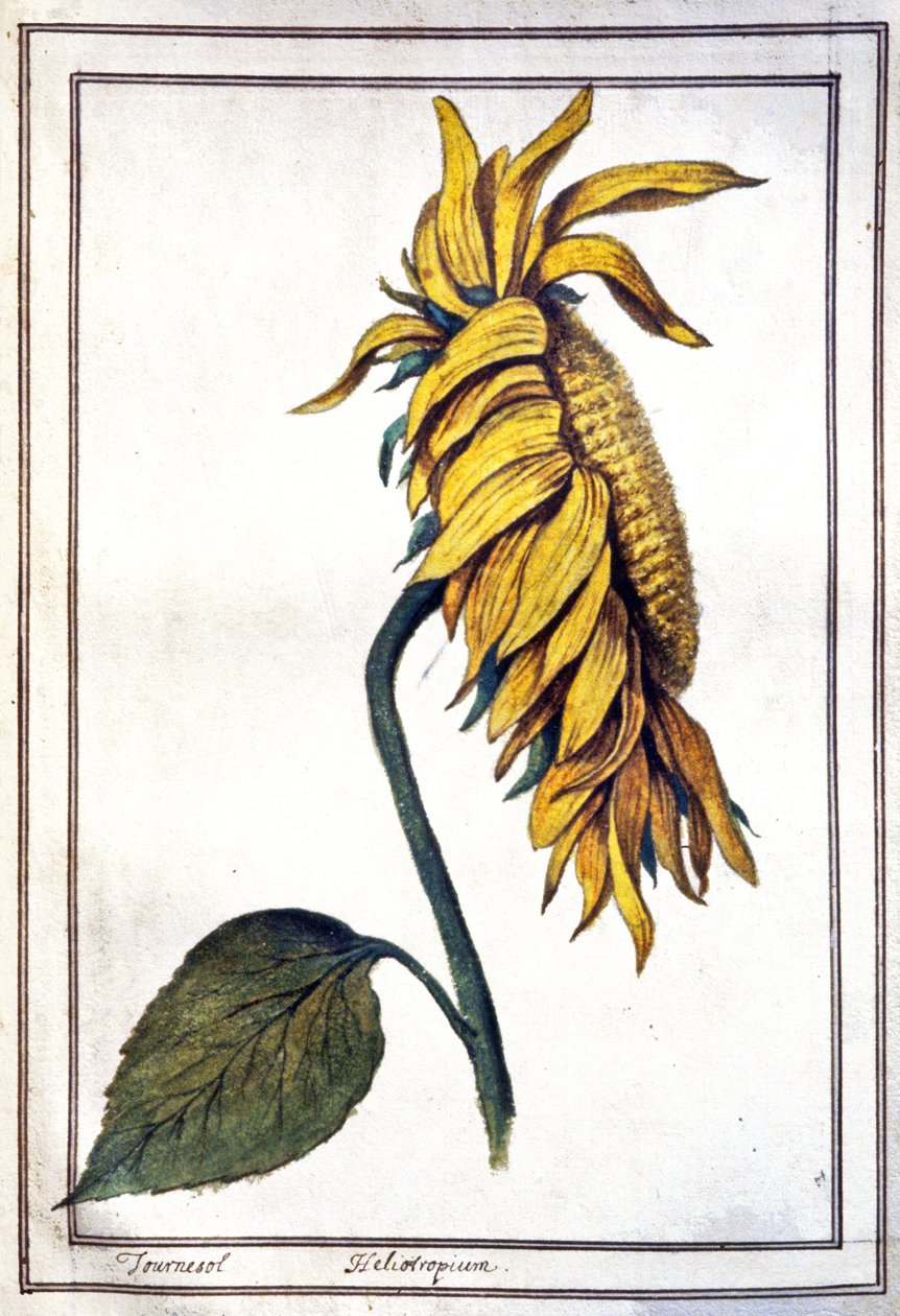 Een zonnebloem door Unbekannter Künstler