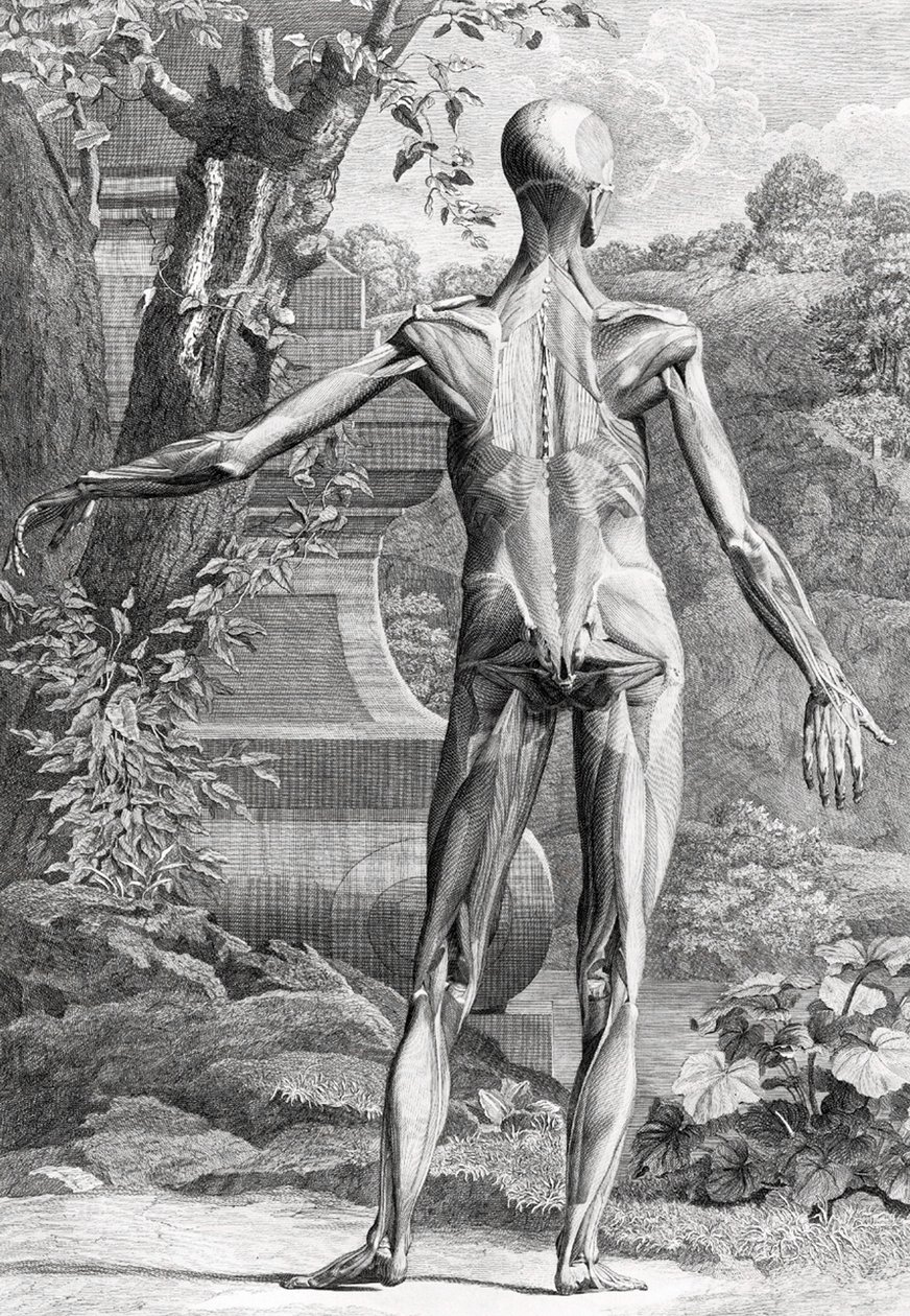 Anatomische illustratie door Unbekannter Künstler