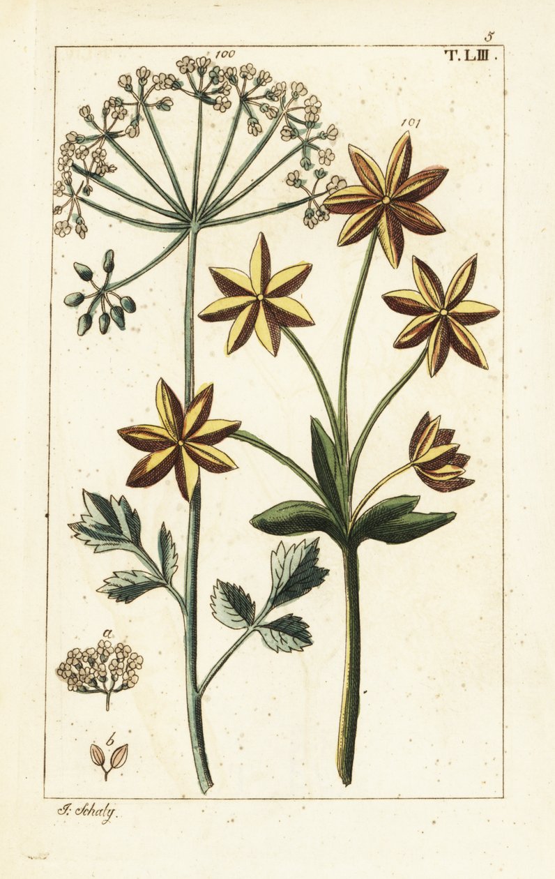 Anijs of anijszaad, Pimpinella anisum door Unbekannter Künstler