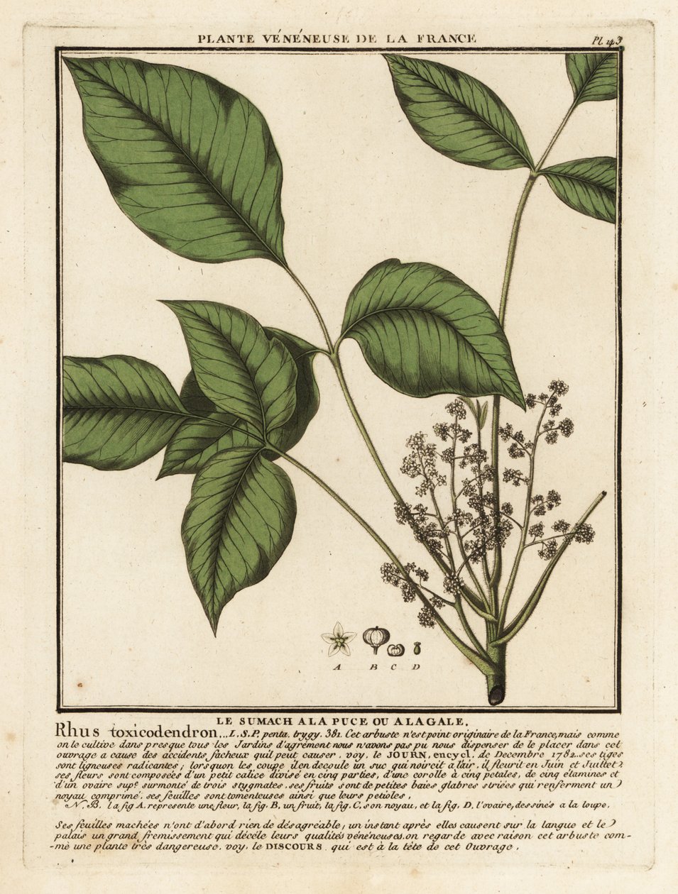 Atlantische gifsumak, Toxicodendron pubescens door Unbekannter Künstler