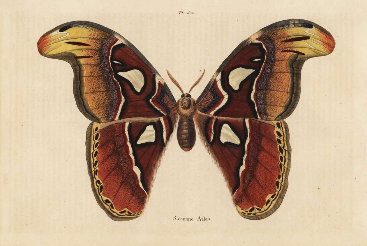 Atlasvlinder, Attacus atlas door Unbekannt