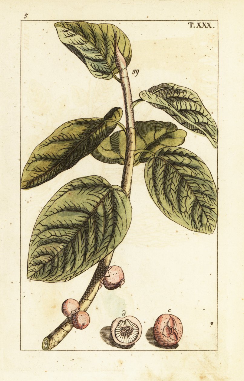 Banyan vijgtak met vrucht, Ficus benghalensis door Unbekannter Künstler
