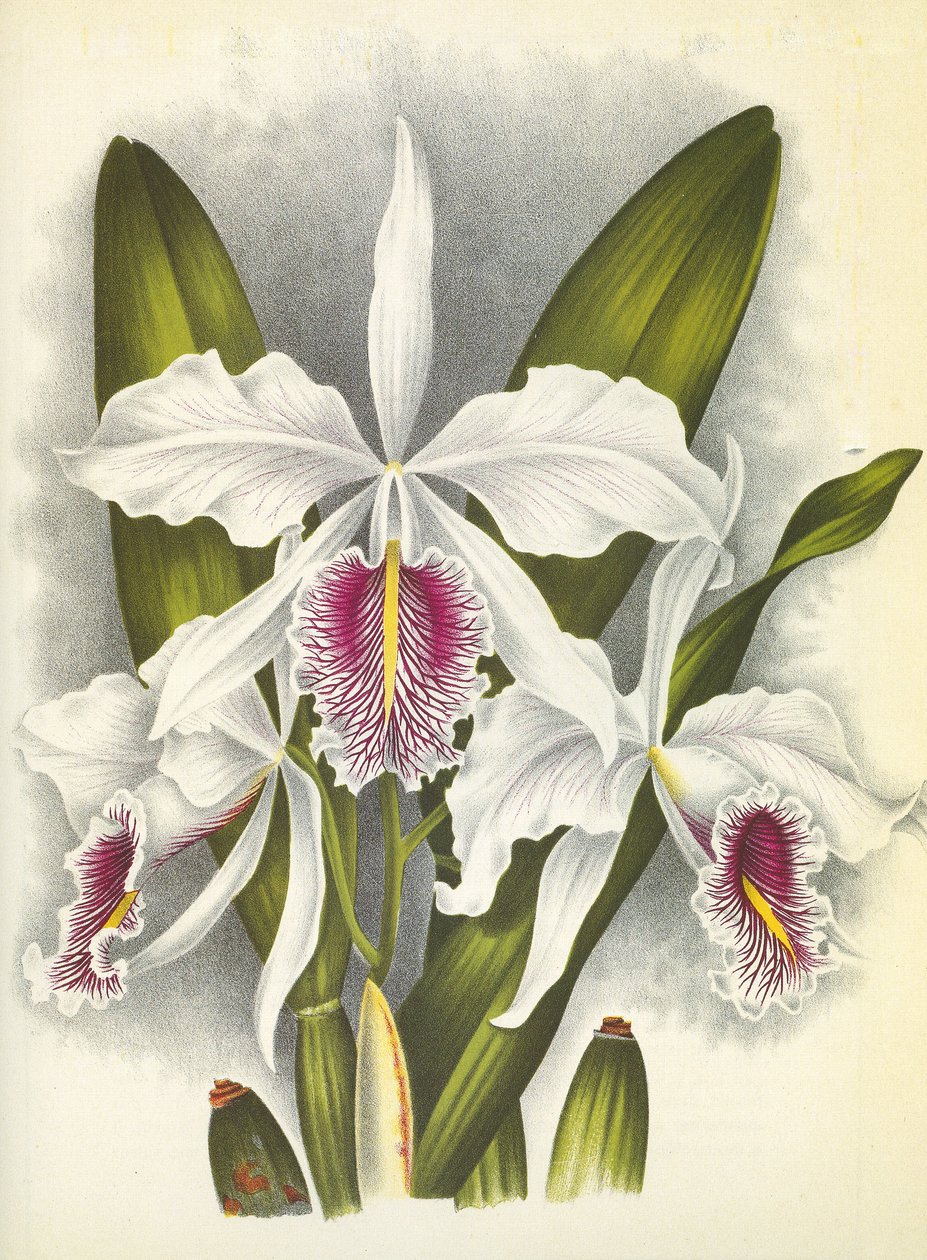 Botanische plaat/Cattleya maxima var. Virginalis/Lindenia door Unbekannt