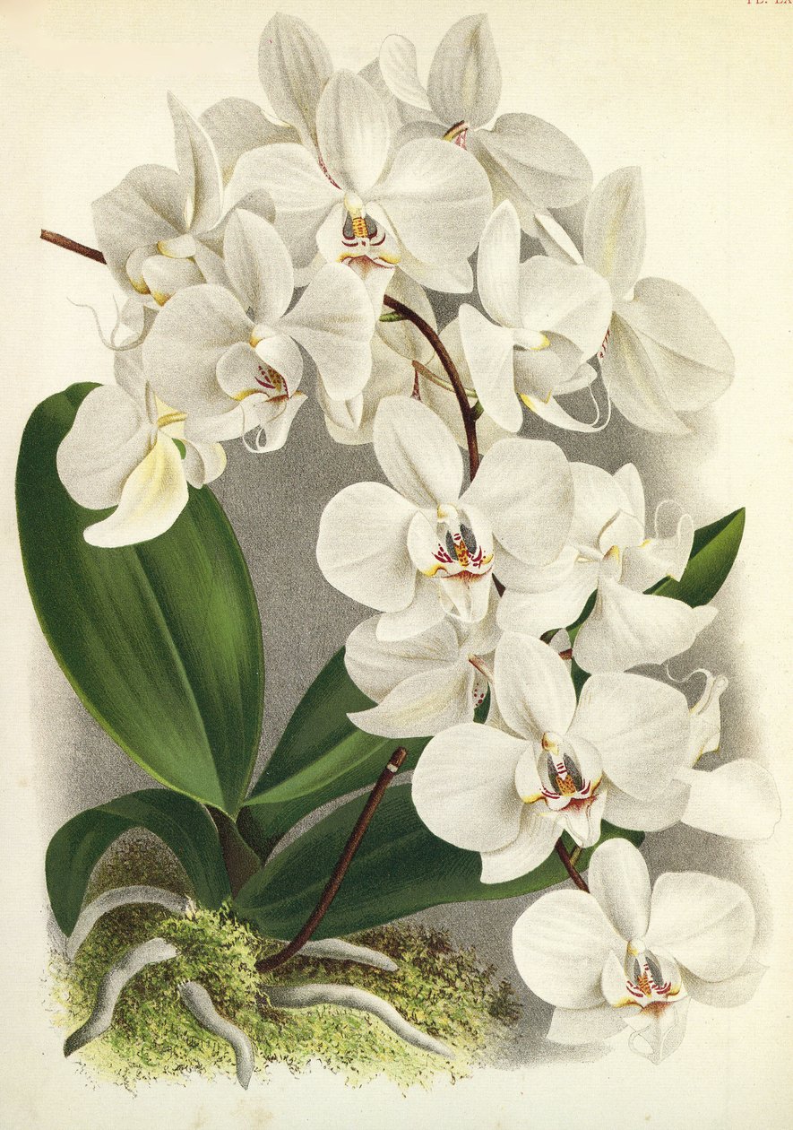 Botanische plaat/Phalaenopsis amabilis/Phalaenopsis gigantea/Lindenia door Unbekannt