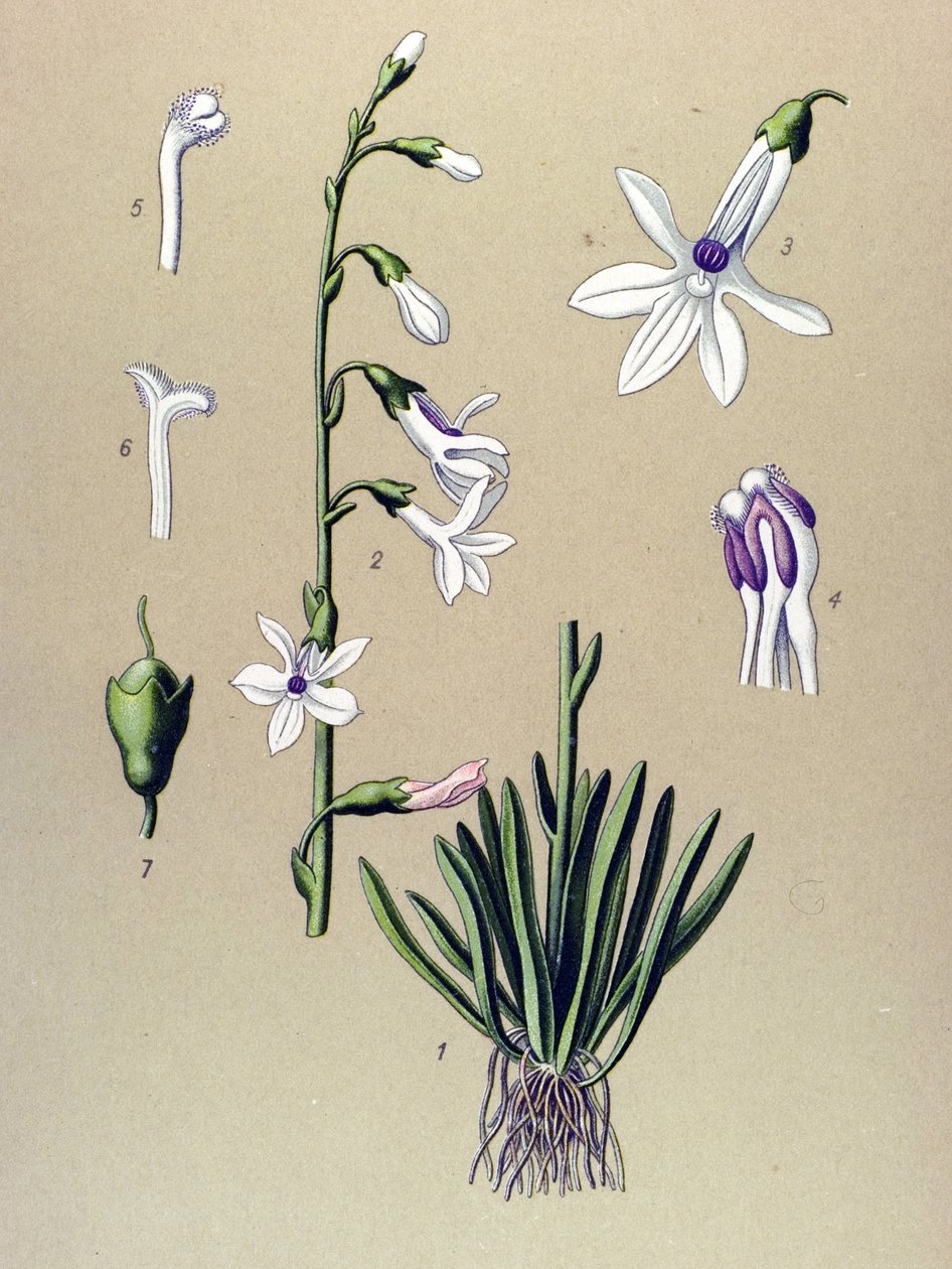 Botanisch bord, plant: lobelia (Lobelia dortmanna). door Unbekannter Künstler