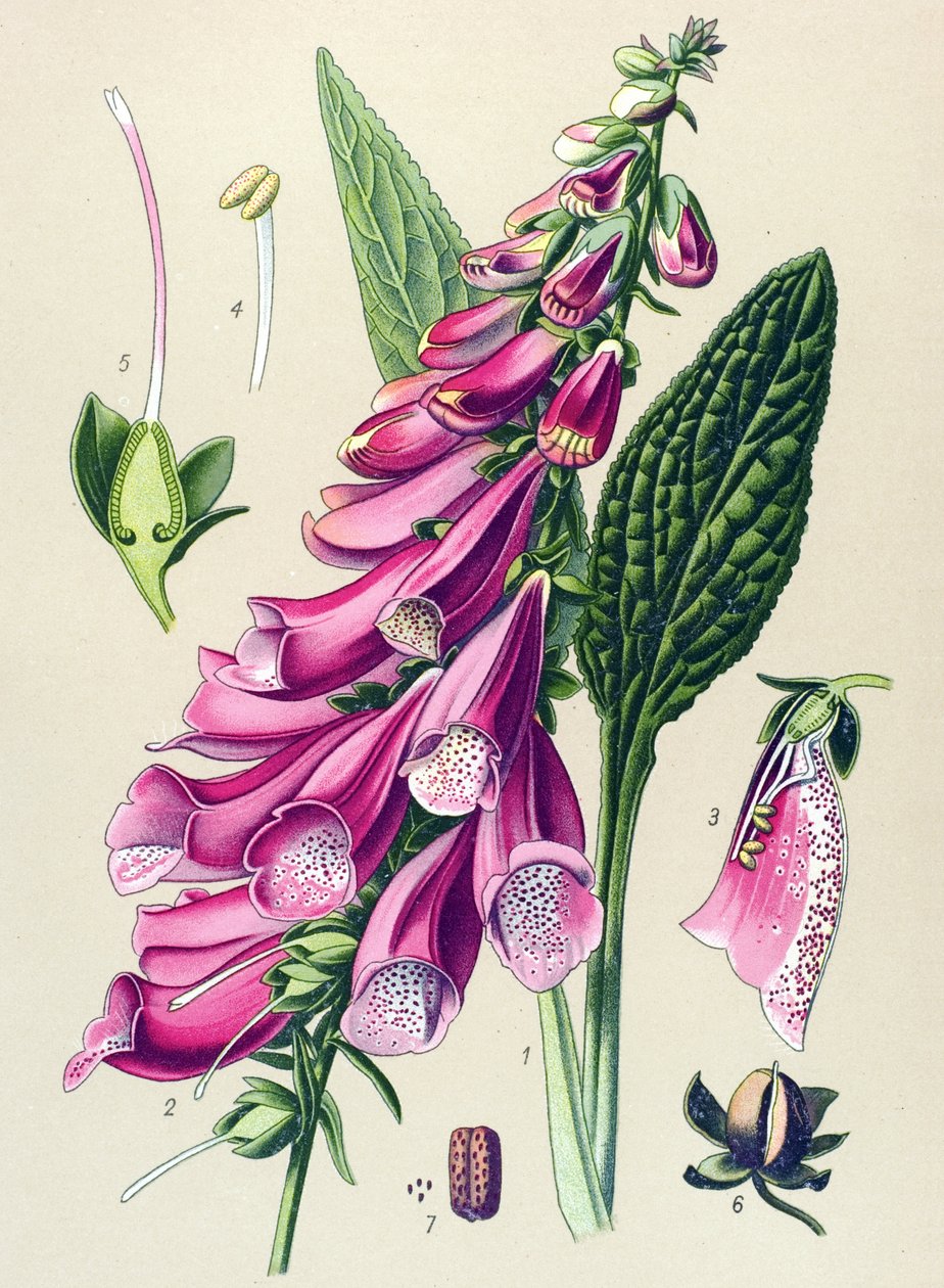 Botanische plaat, plant: paarse vingerhoedskruid (Digitalis purpurea) door Unbekannter Künstler