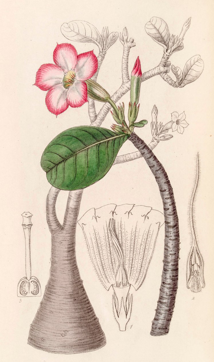 Botanische illustratie/Adenium obesum/Woestijnroos door Unbekannter Künstler