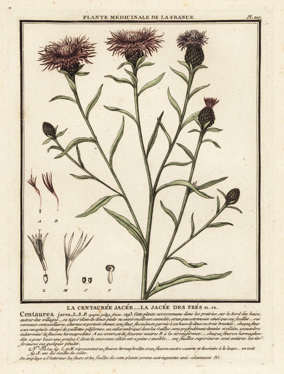 Bruine knoopkruid, Centaurea jacea door Unbekannter Künstler