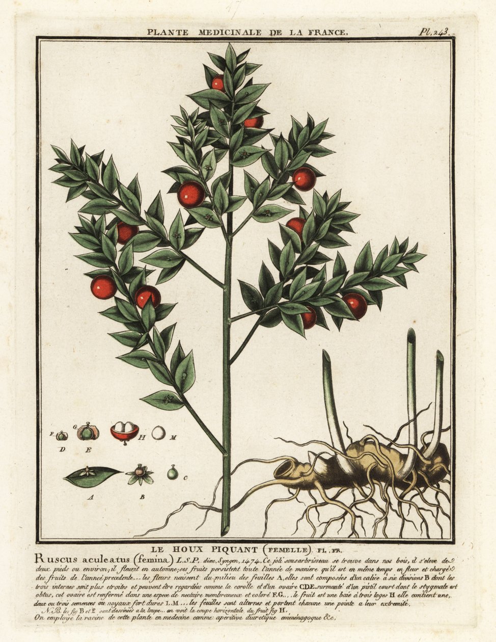 Muizendoorn, Ruscus aculeatus door Unbekannter Künstler