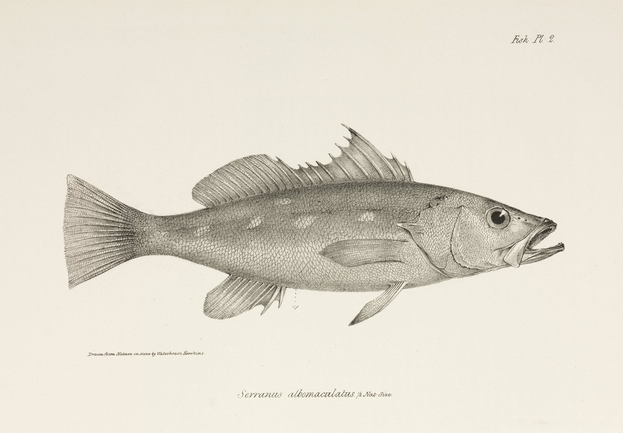 Camotillo, Stille Oceaan, ca. 1832-1836 door Unbekannter Künstler