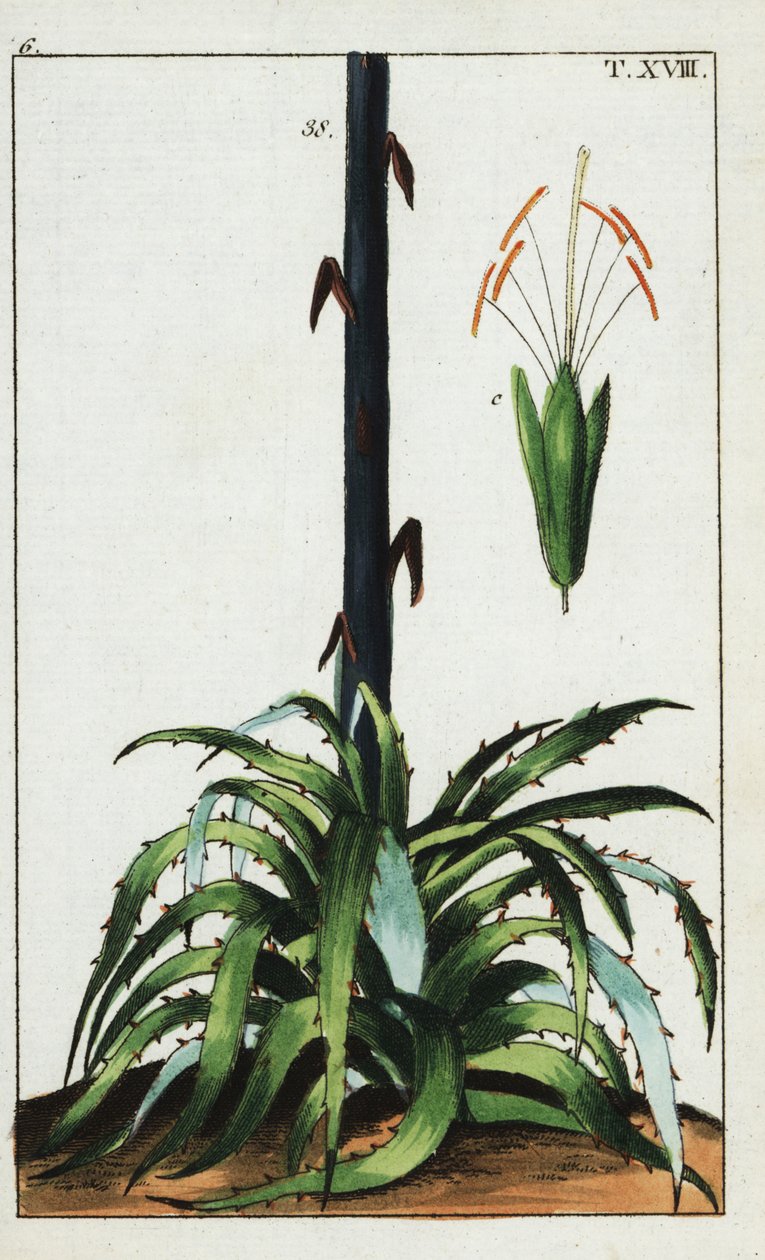 Eeuwplant, Agave americana door Unbekannter Künstler