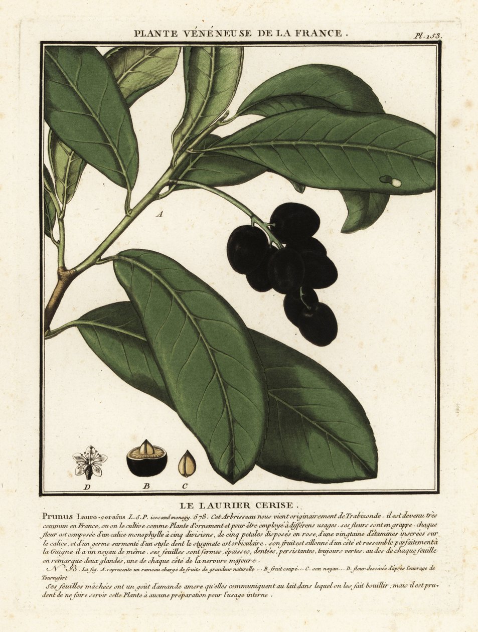 Laurierkers, Prunus laurocerasus door Unbekannter Künstler