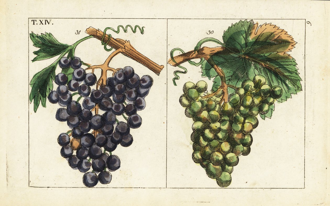 Chiavenna-druiven, Pinot noir-druiven, Vitis vinifera door Unbekannter Künstler