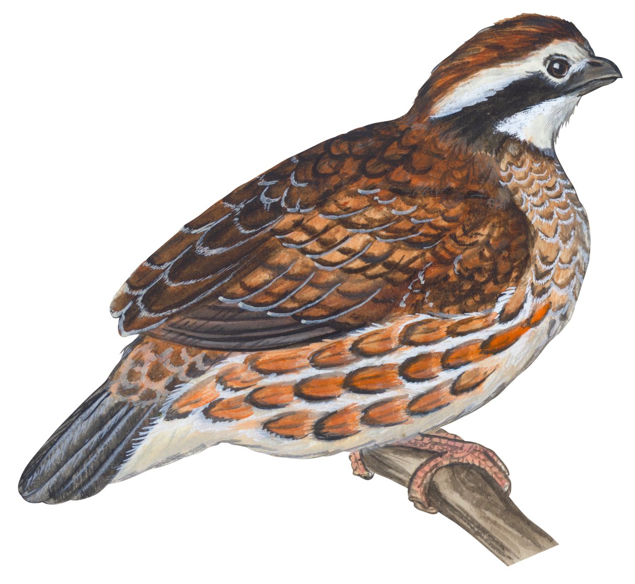 Colin de Virginie - Bobwhite (Colinus virginianus) door Unbekannter Künstler
