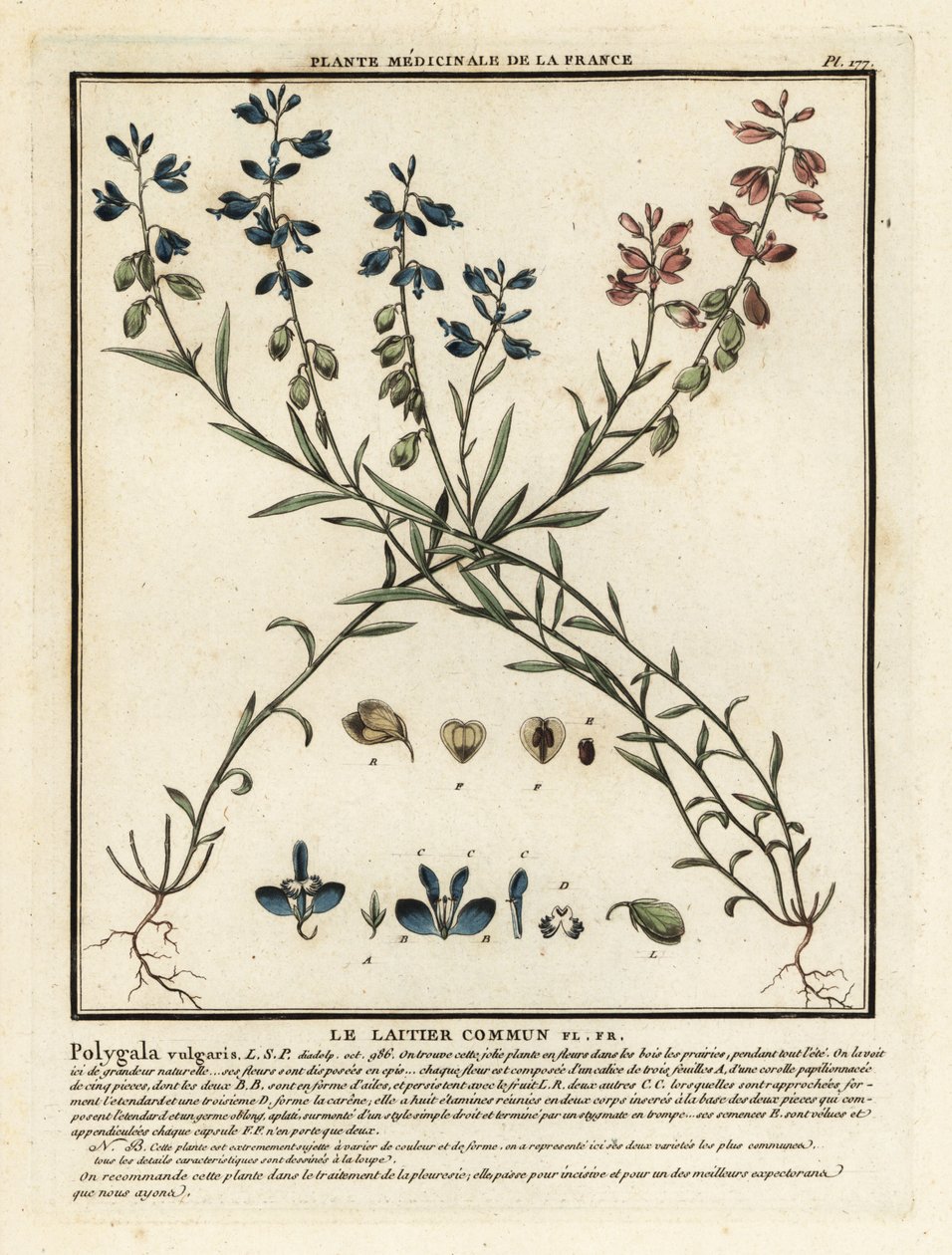 Veldparelmoervlinder, Polygala vulgaris door Unbekannter Künstler