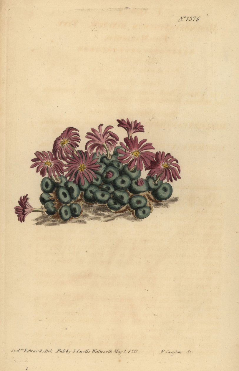 Conophytum minutum (Kleine vijg-marigold, Mesembryanthemum minutum) door Unbekannt