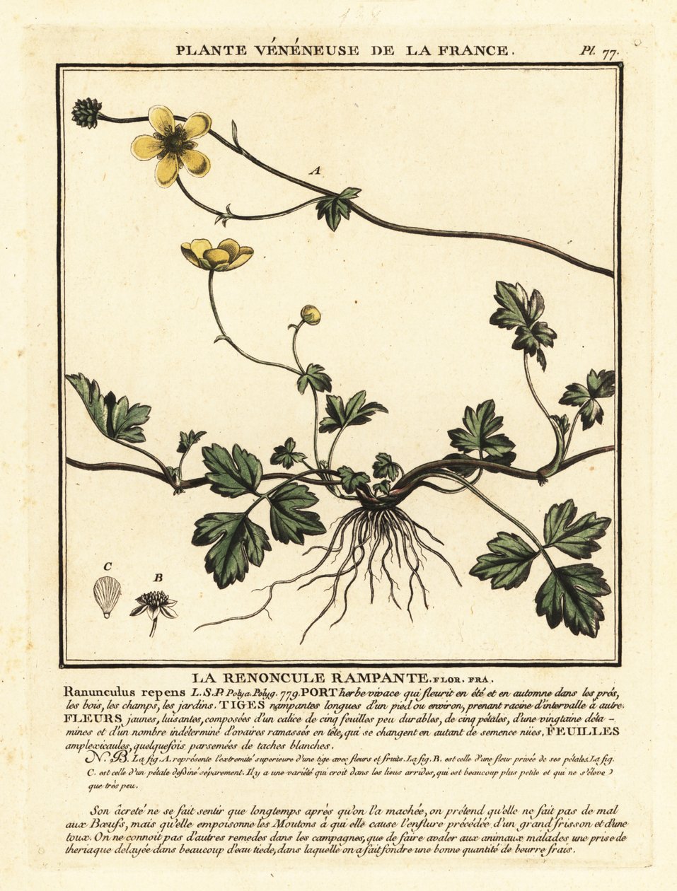 Kruipende boterbloem, Ranunculus repens door Unbekannter Künstler