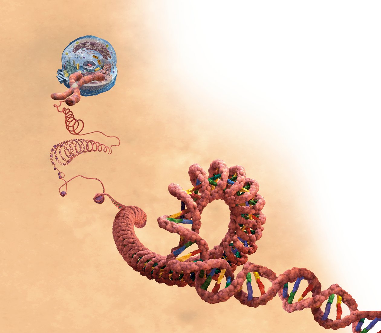 DNA inclusief dubbele helix, chromosoom, cel door Unbekannter Künstler