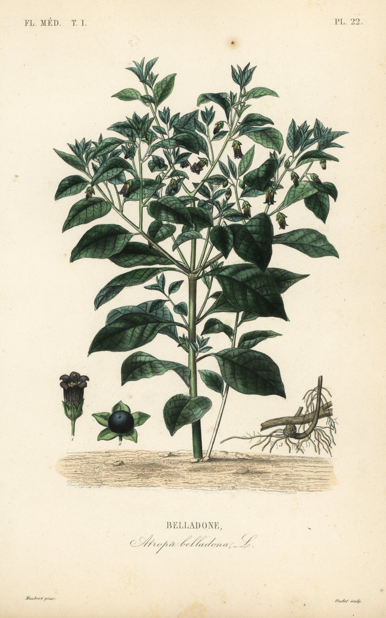 Wolfskers, Atropa belladonna, Belladone door Unbekannt