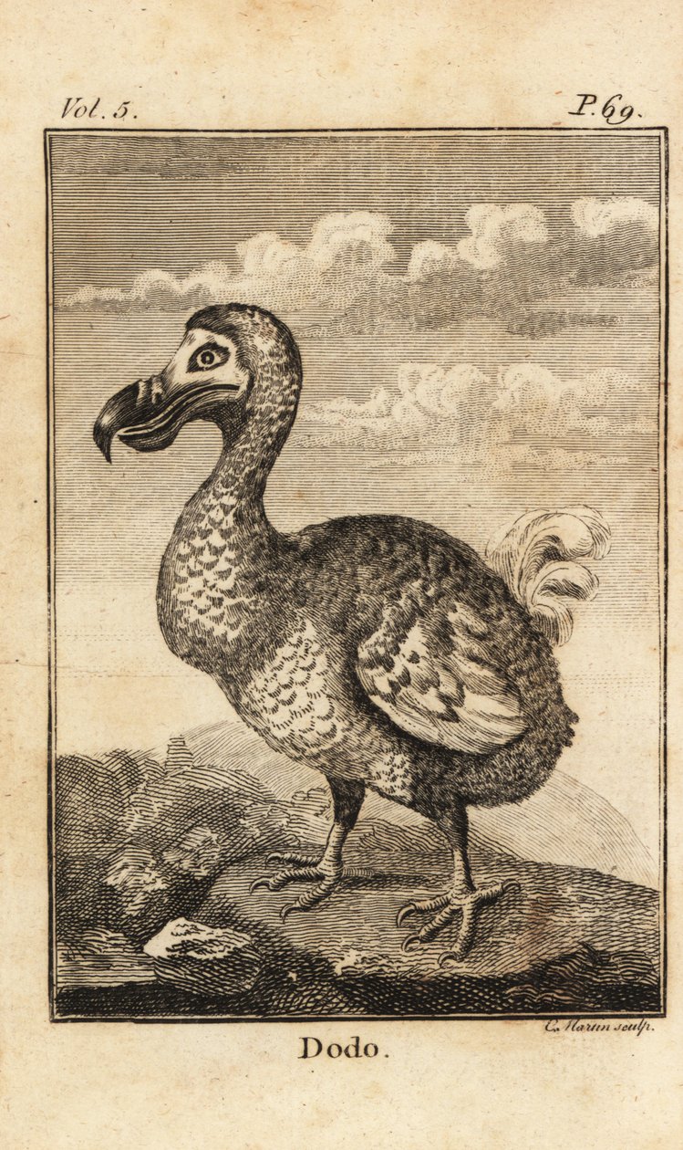 Dodo, Raphus cucullatus, uitgestorven vogel door Unbekannt