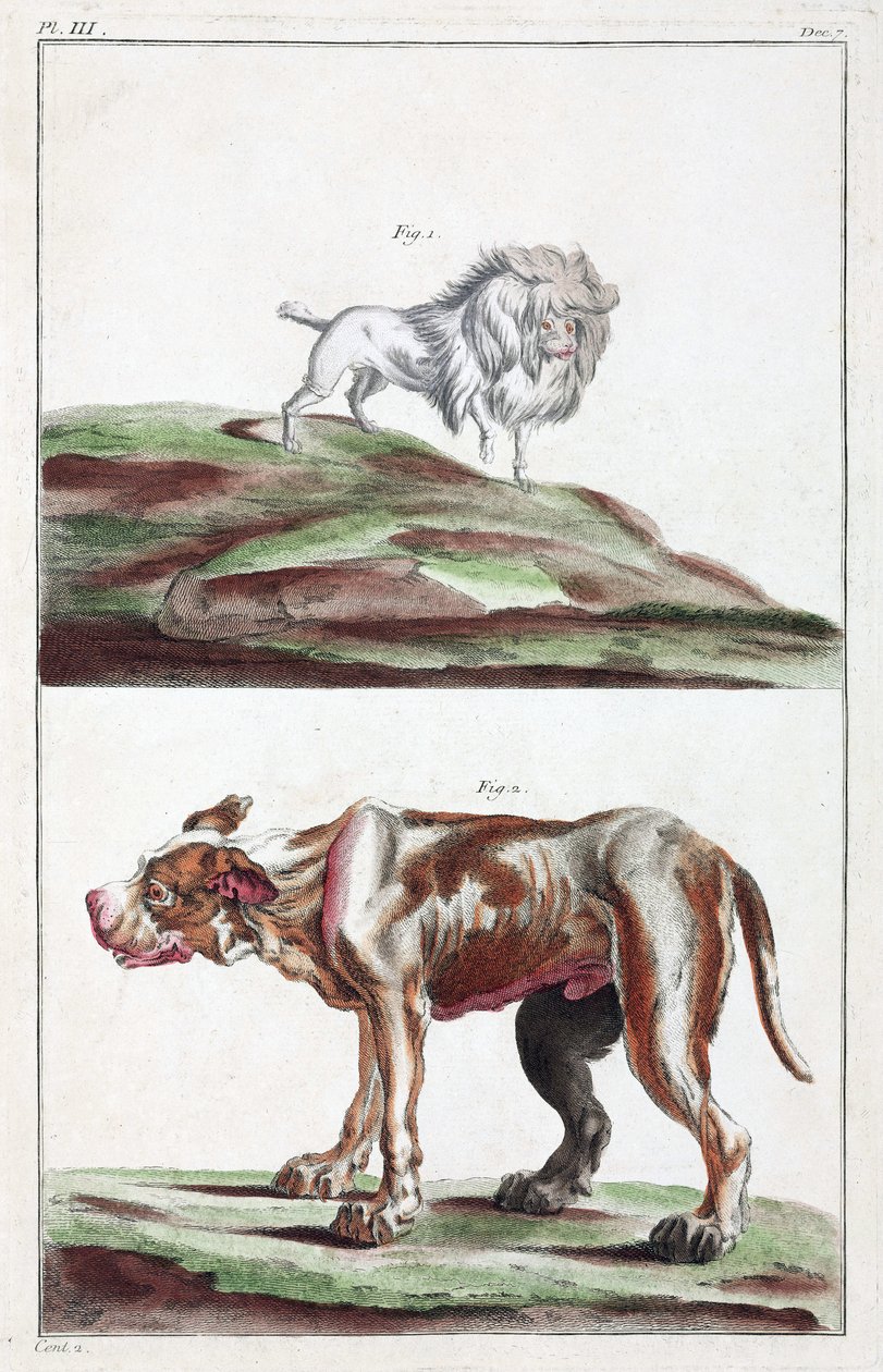 Honden door Unbekannt