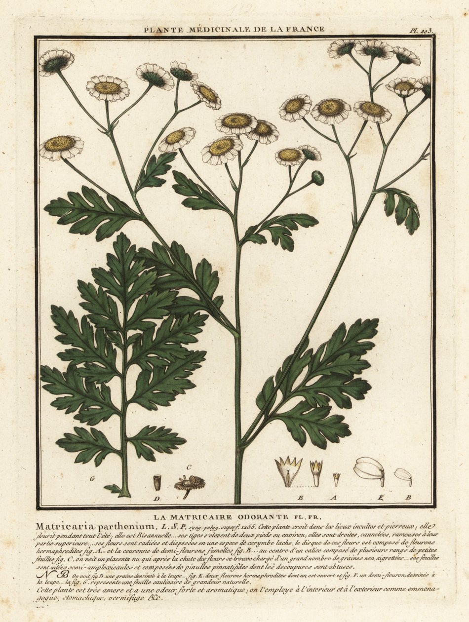 Moederkruid, Tanacetum parthenium door Unbekannter Künstler