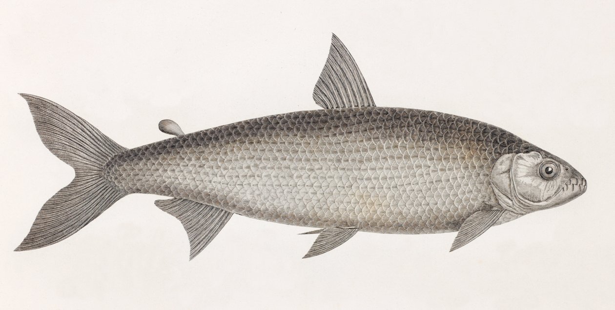 Vis: Le Characin door Unbekannt
