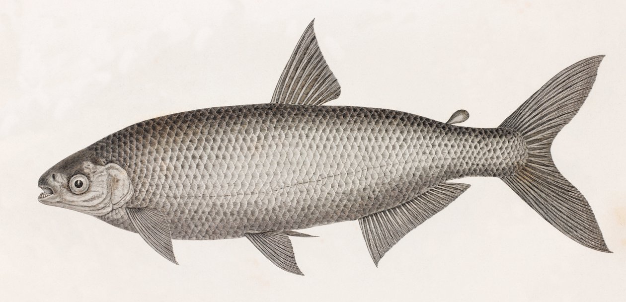 Vis: Le Characin door Unbekannt