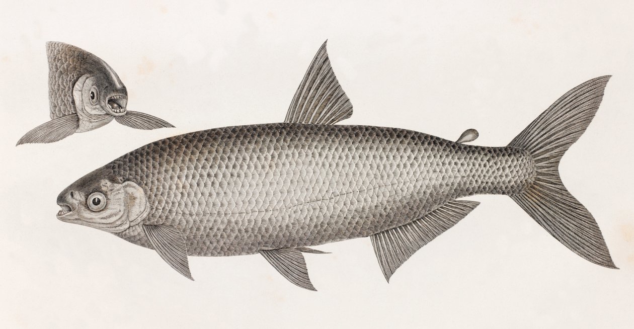 Vissen: Le Characin door Unbekannt