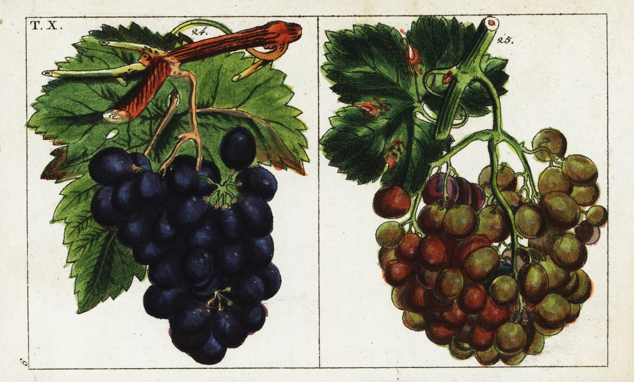 Druivensoorten, Vitis vinifera door Unbekannter Künstler