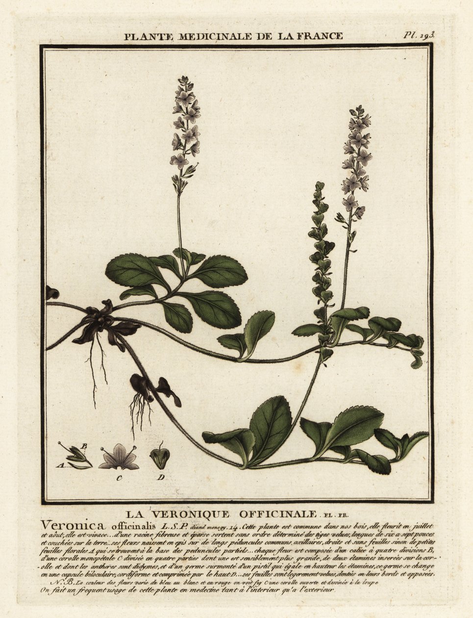 Heideereprijs, Veronica officinalis door Unbekannter Künstler