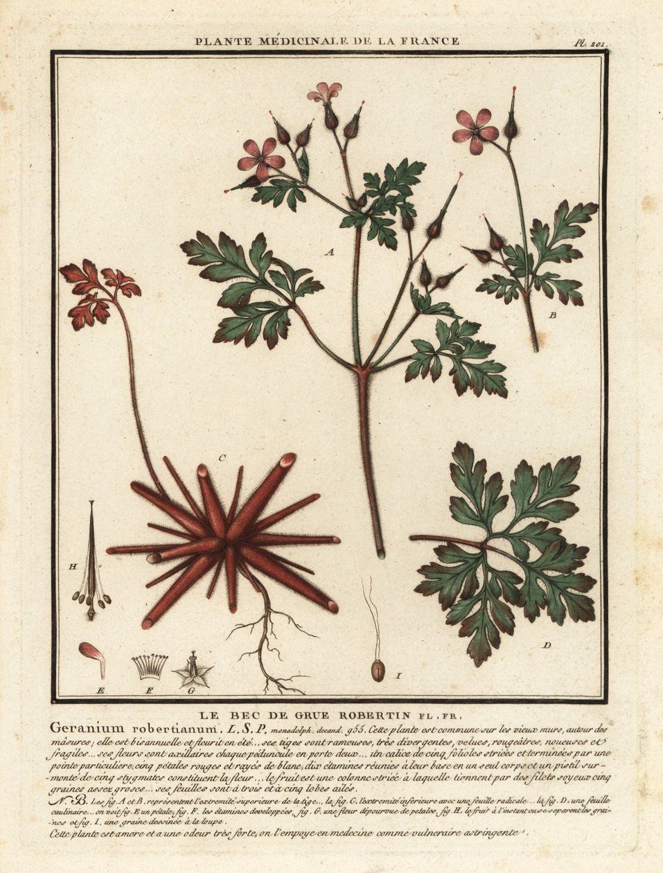 Robertskruid, Geranium robertianum door Unbekannter Künstler