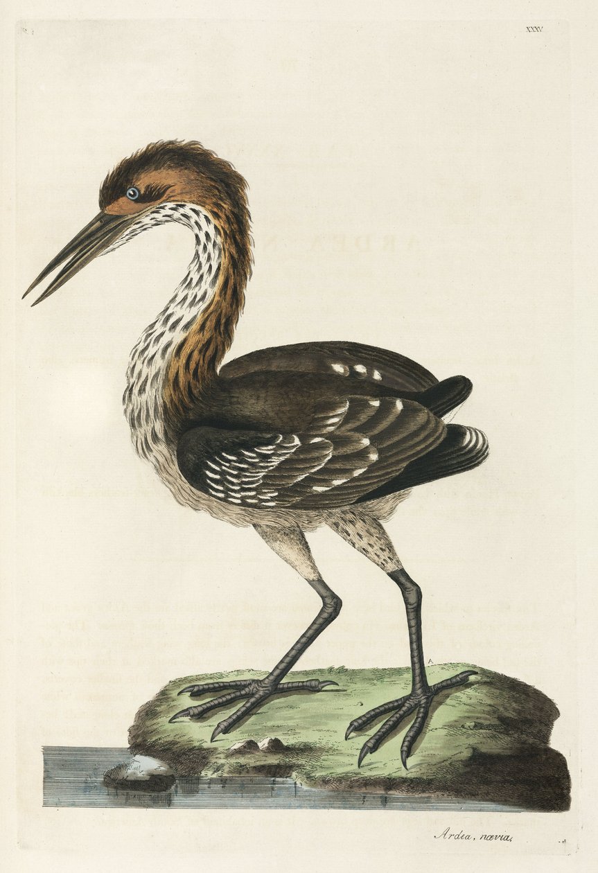 Reiger door Unbekannter Künstler