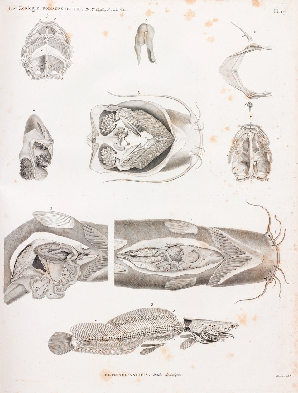 Heterobranches, anatomische details door Unbekannt