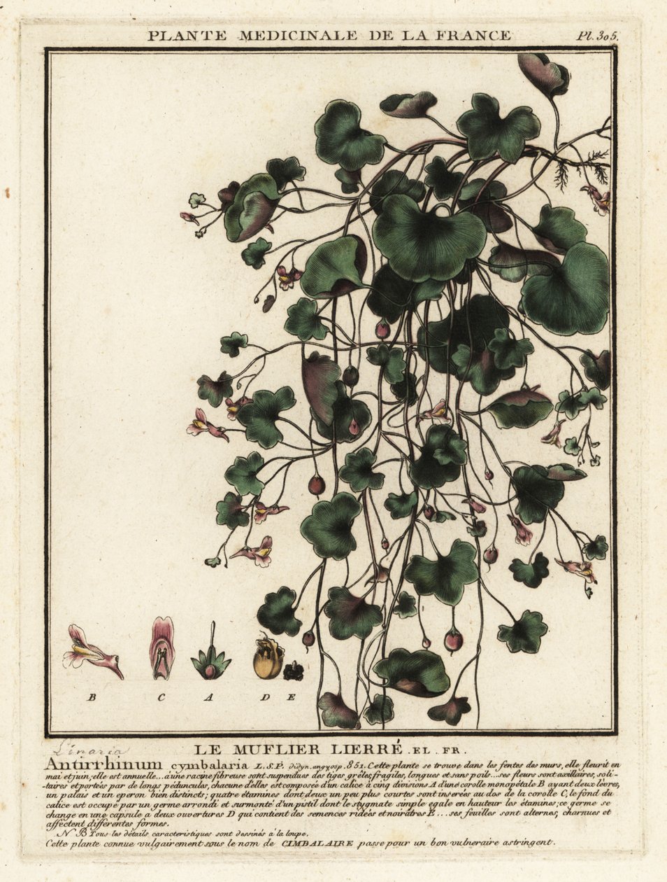 Muurleeuwenbek, Cymbalaria muralis door Unbekannter Künstler