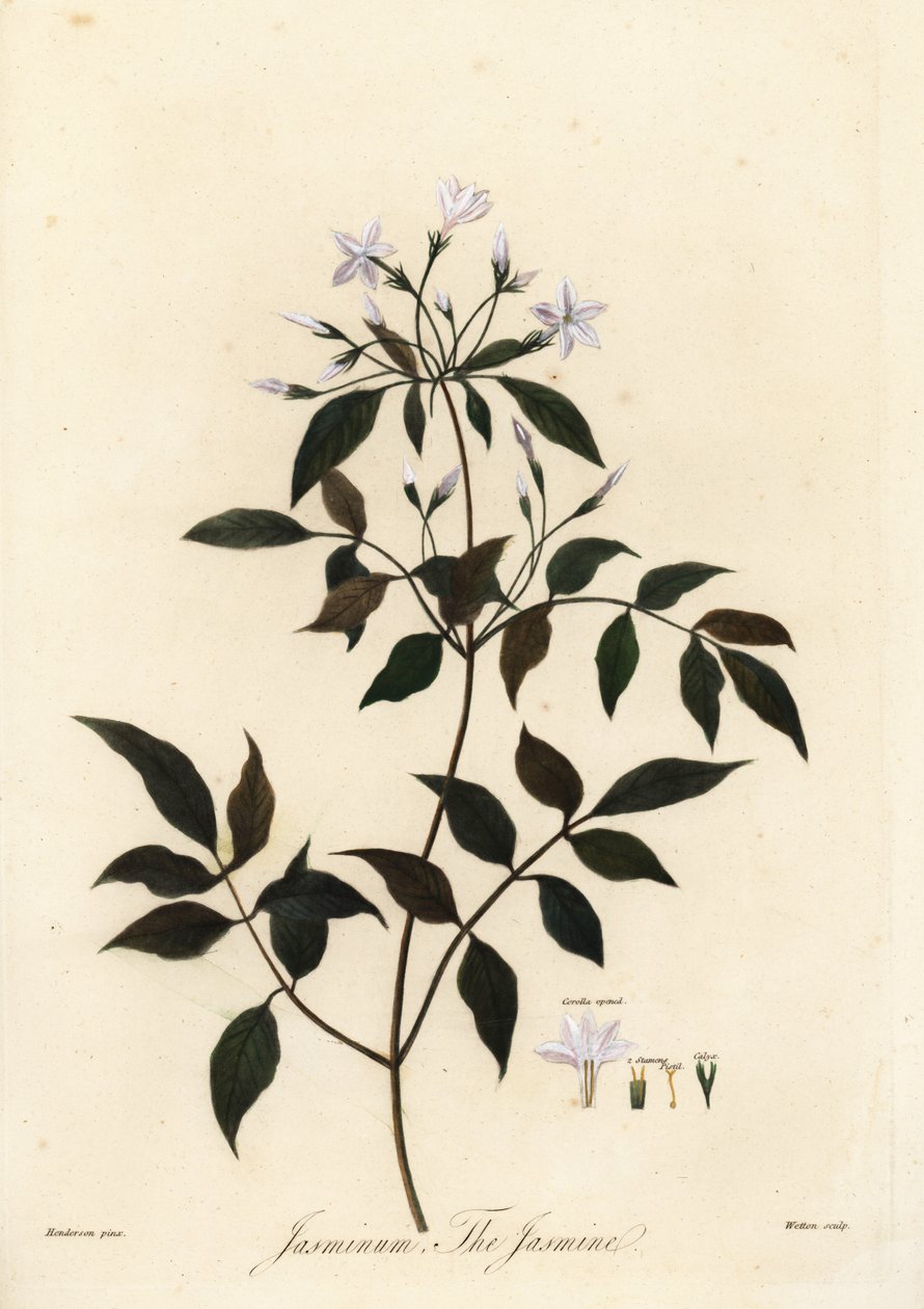 Jasmijn, Jasminum officinale, 1805 (gravure) door Unbekannter Künstler