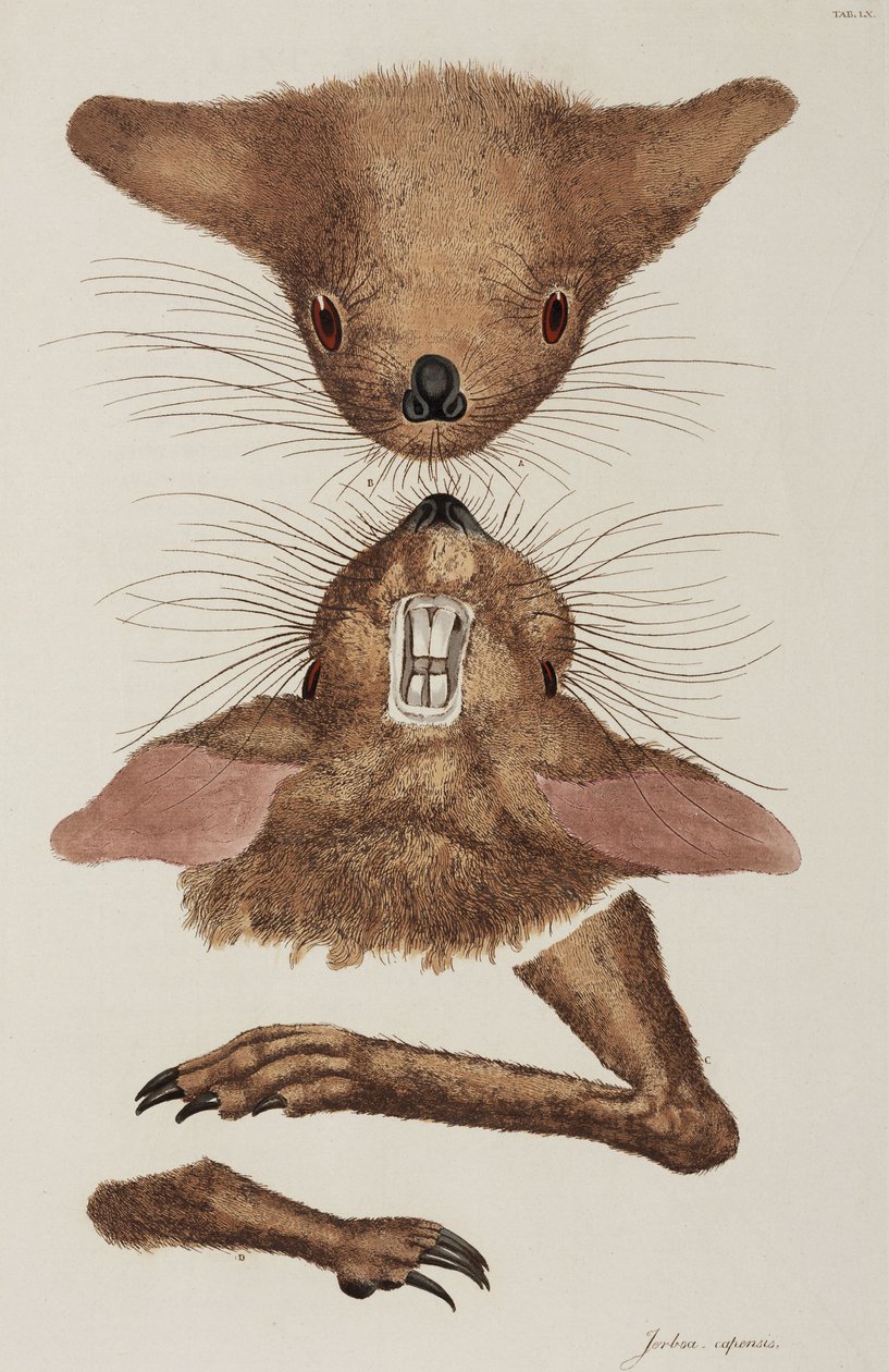 Jerboa door Unbekannter Künstler