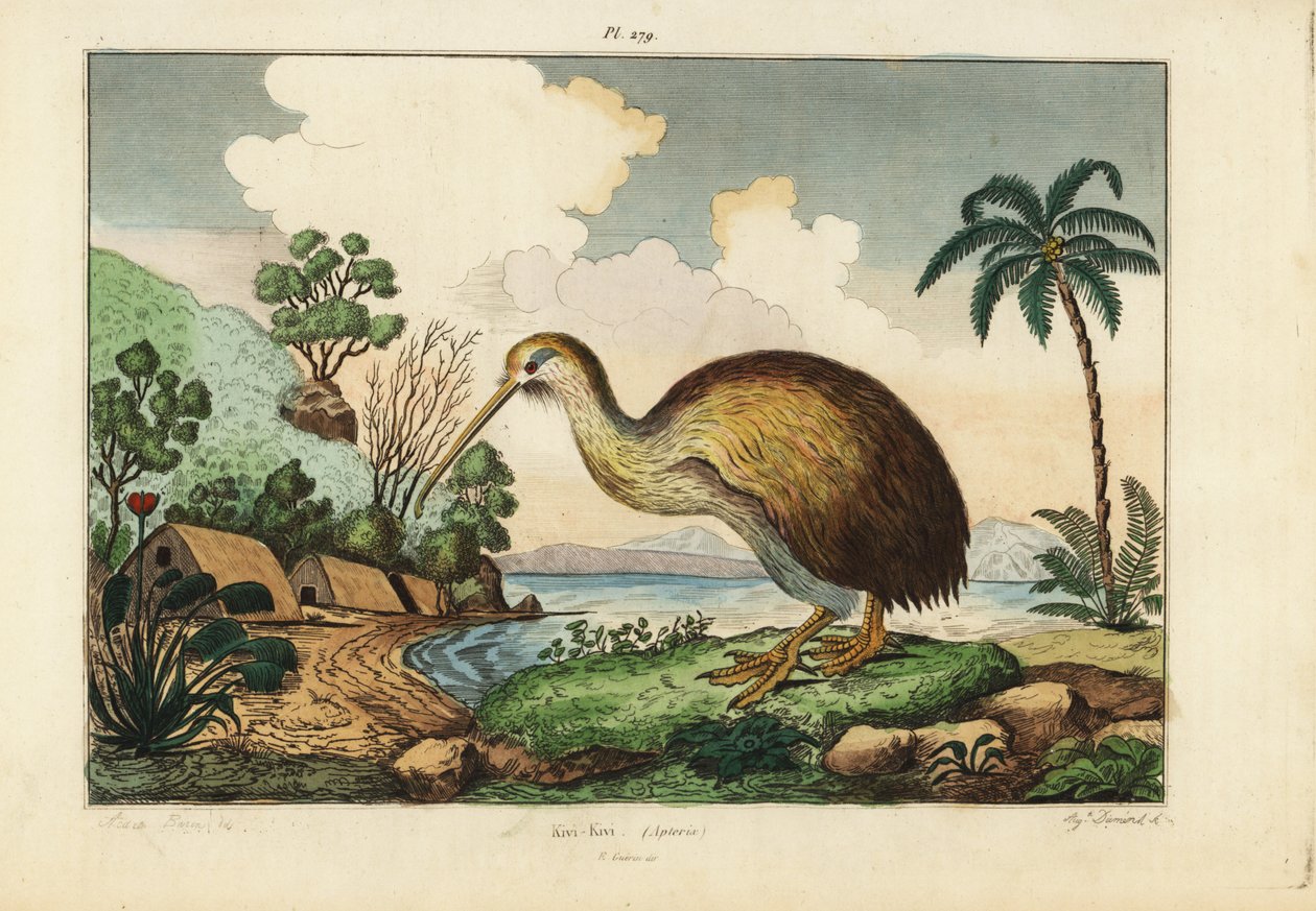 Kiwi, Apteryx australis door Unbekannt