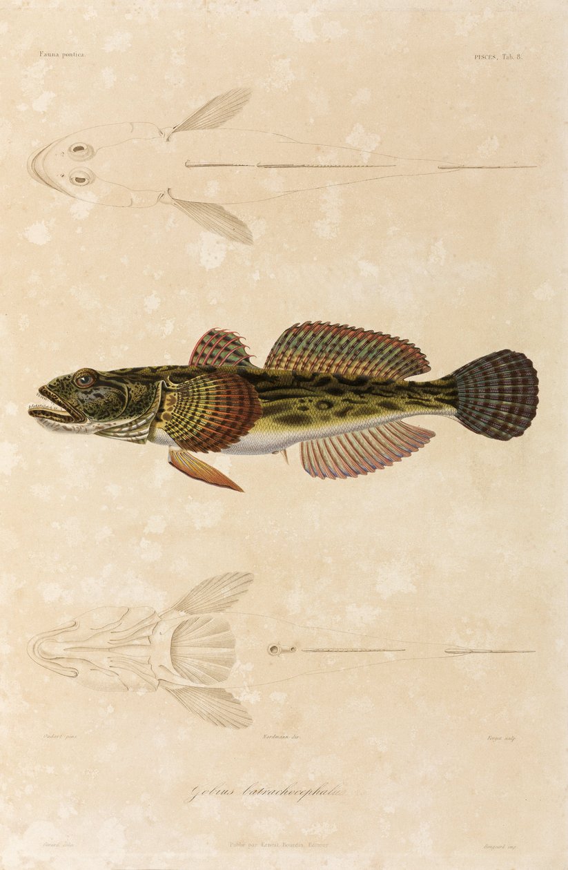 Knout-goby, Zwarte Zee door Unbekannt