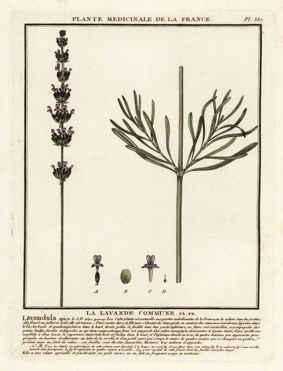 Lavendel, Lavandula angustifolia. door Unbekannter Künstler