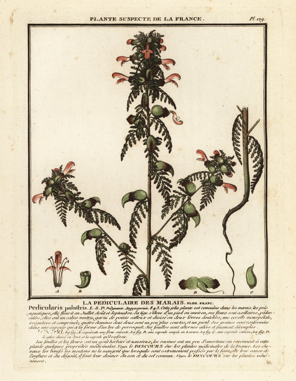 Moerasluiswortel, Pedicularis palustris door Unbekannter Künstler