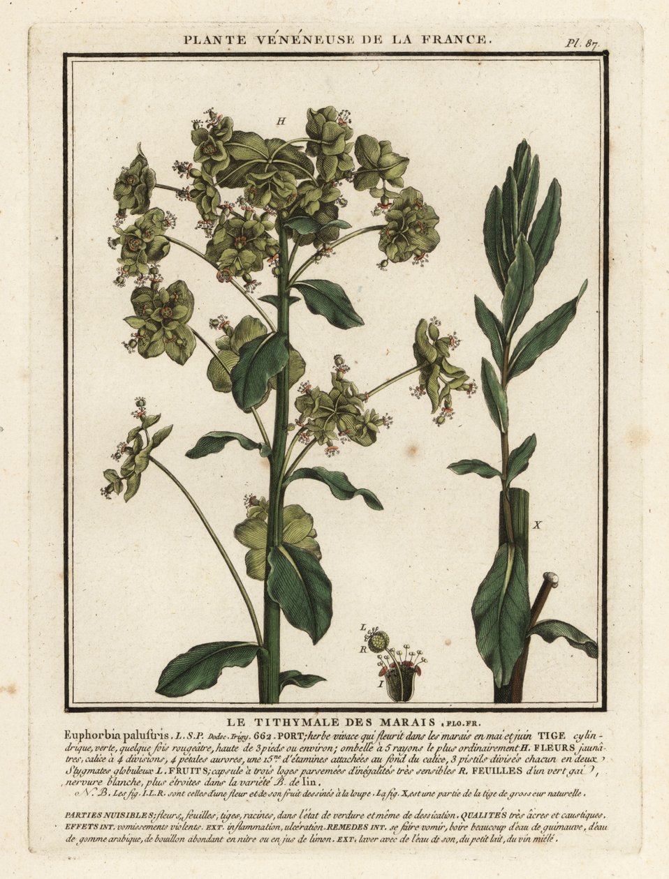 Moeraswolfsmelk, Euphorbia palustris door Unbekannter Künstler