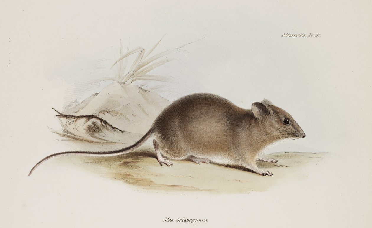 Muis, Galapagos Eilanden, ca. 1832-1836 door Unbekannter Künstler