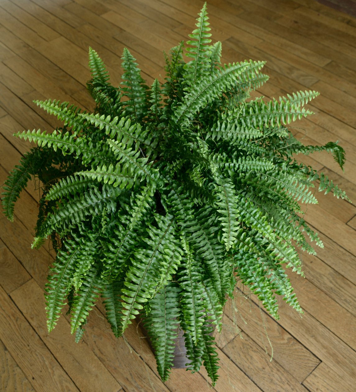 Nephrolepis exaltata, varen in een huis door Benjamin Baud