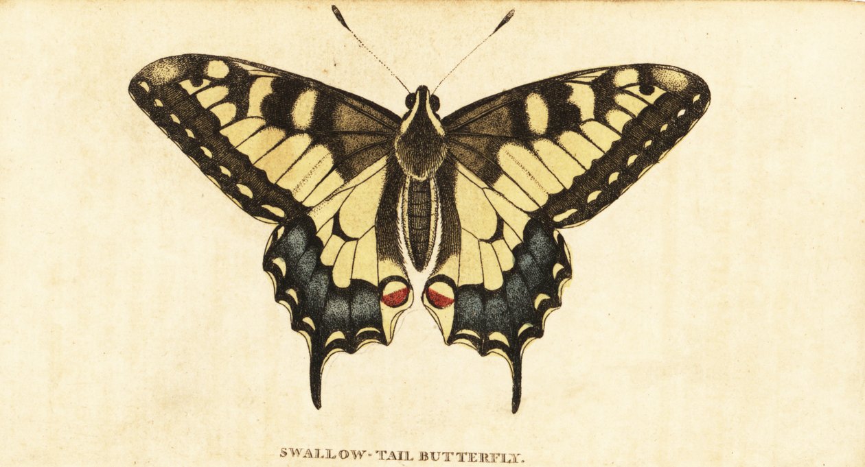 Oude Wereld koninginnenpage, Papilio machaon door Unbekannter Künstler