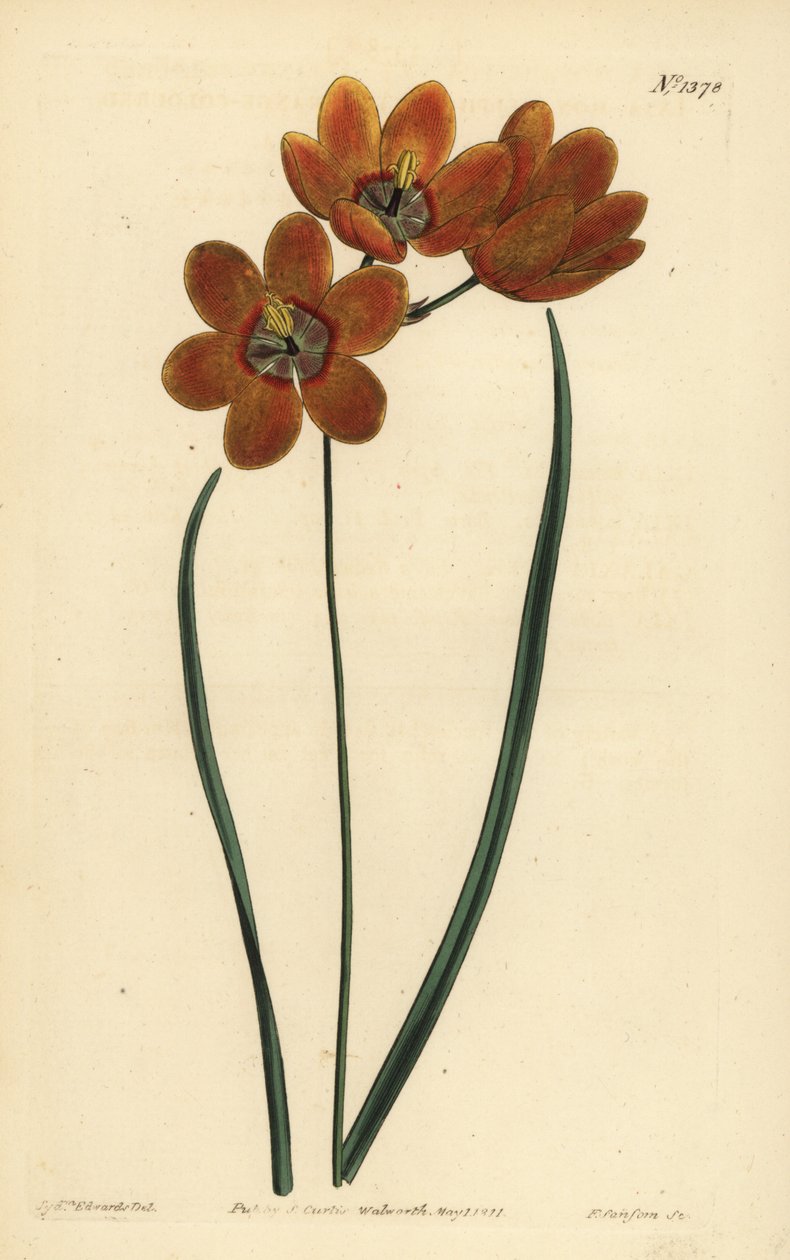 Oranje gekleurde monadelphous ixia, Ixia monadelpha door Unbekannt