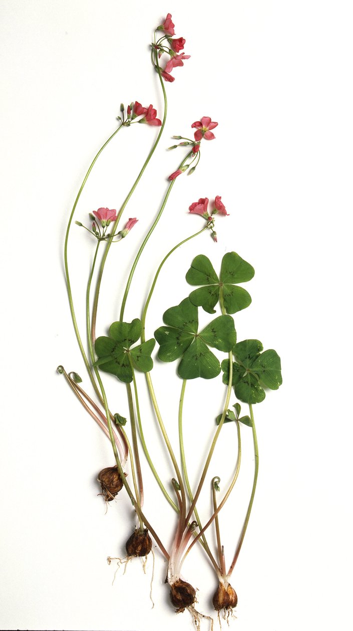 Oxalis tetraphylla/Oxalis deppei/Deppe