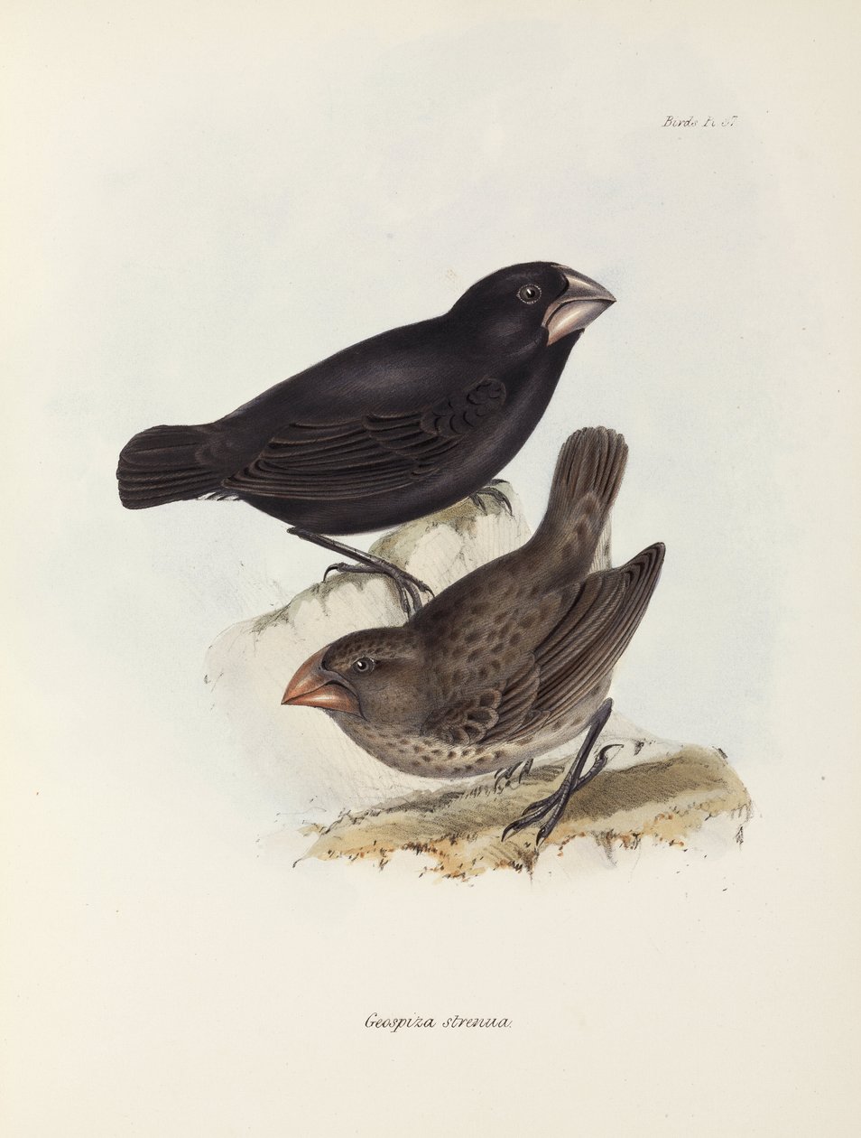 Paar vinken, Galapagos-eilanden, ca. 1832-1836 door Unbekannt