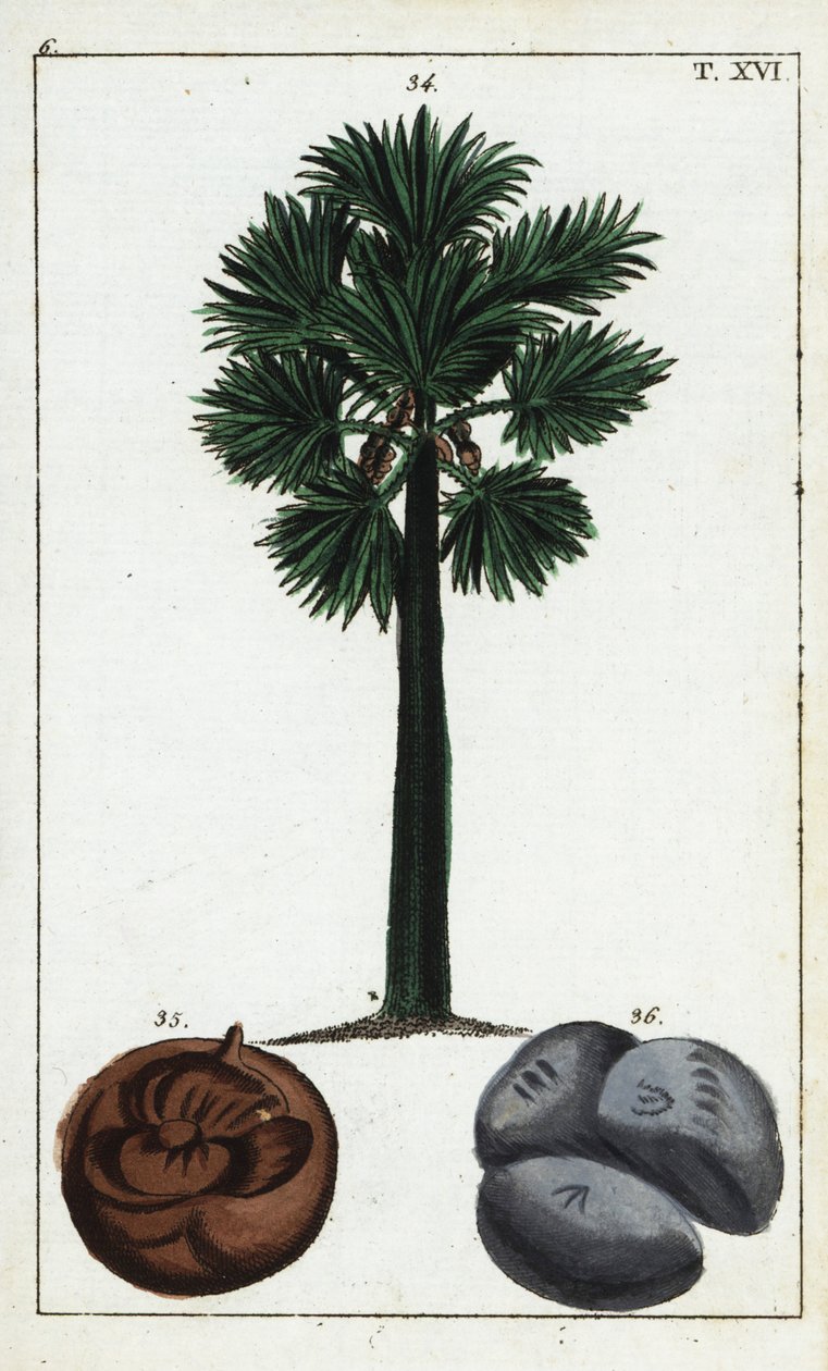 Palmyra palm, Borassus flabellifer door Unbekannter Künstler